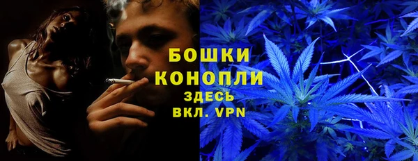 прущие грибы Абаза
