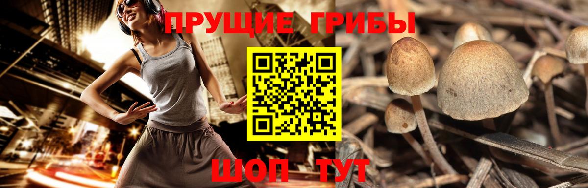 Александров  Галлюциногенные грибы Psilocybe  Вход с VPN 